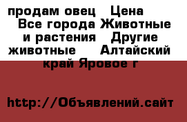  продам овец › Цена ­ 100 - Все города Животные и растения » Другие животные   . Алтайский край,Яровое г.